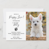 Ankündigung des neuen Hundes für Haustiere (Vorderseite)