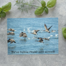 Ankündigung über den Fliegenflug