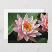 Ankündigung von Water Lily Beauty (Vorne/Hinten)