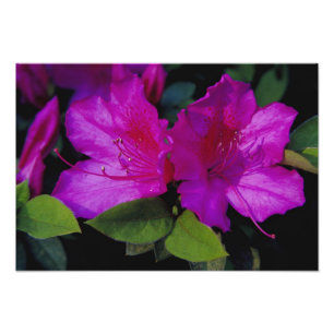 ANMERKUNG USA, Georgien, Savannah. Azalea in der B Fotodruck