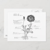 Anmerkungen Botanisches Diagramm Postkarte (Vorne/Hinten)