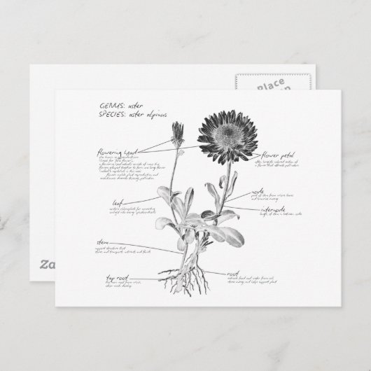 Anmerkungen Botanisches Diagramm Postkarte (Vorne/Hinten)