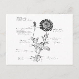 Anmerkungen Botanisches Diagramm Postkarte
