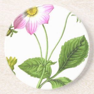 Anmut Getränkeuntersetzer