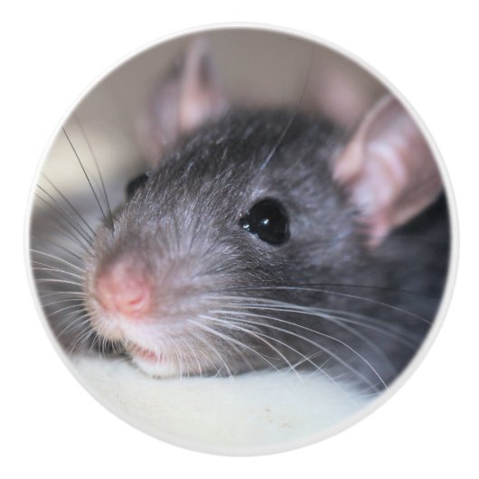 anmutig keramikknauf (Vorderseite)