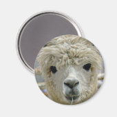 anmutig magnet (Vorderseite/Rückseite)