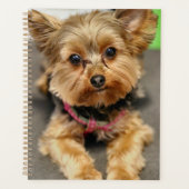 anmutig planer (Vorderseite)