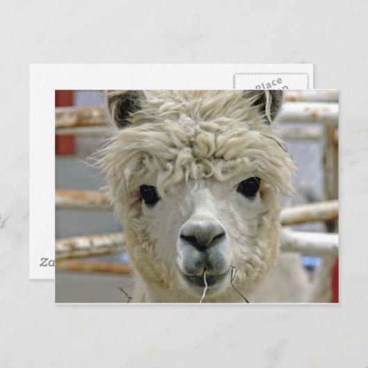 anmutig postkarte (Vorne/Hinten)