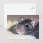 anmutig postkarte (Vorne/Hinten)