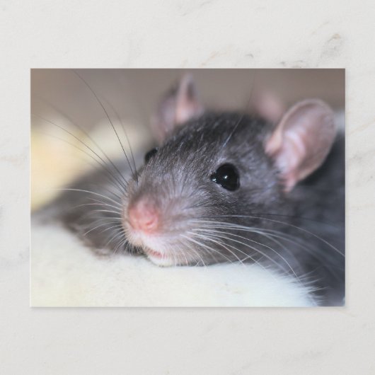 anmutig postkarte (Vorderseite)