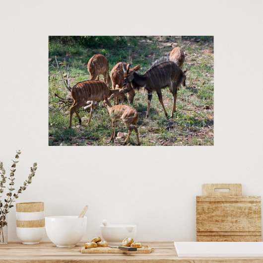 Anmutige Nyala-Antilope in Afrika Poster (Küche)