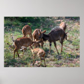 Anmutige Nyala-Antilope in Afrika Poster (Vorne)
