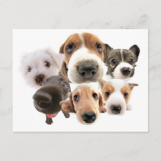 Ann Landers Zitat über Hunde Postkarte (Vorderseite)