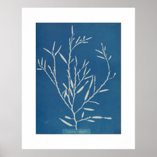 Anna Atkins: Botanisches Vintages Foto Poster