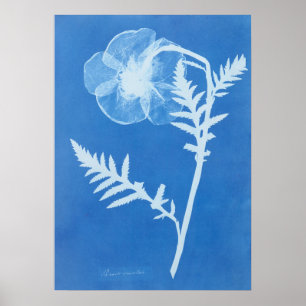ANNA ATKINS POSTER