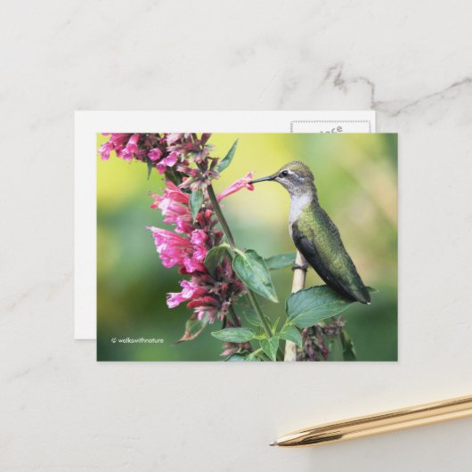 Anna beobachtet Hummingbird auf dem Obstbaum Postkarte (Vorderseite/Rückseite Beispiel)