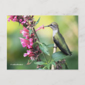 Anna beobachtet Hummingbird auf dem Obstbaum Postkarte (Vorderseite)