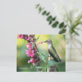Anna beobachtet Hummingbird auf dem Obstbaum Postkarte (Stehend Vorderseite)