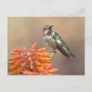 Anna Hummingbird auf Orange Aloe Blossom Postkarte