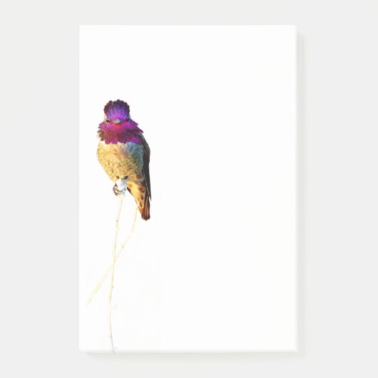 Anna Hummingbird Foto 4x6 Notepad Post-it Klebezettel (Vorderseite)