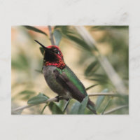 Anna-Hummingbird-Foto