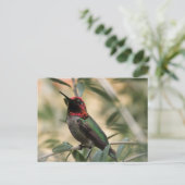 Anna-Hummingbird-Foto Postkarte (Stehend Vorderseite)