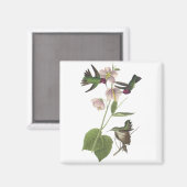 Anna Hummingbird, James Audubon Magnet (Vorderseite/Rückseite)