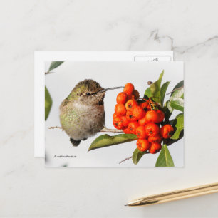 Anna Hummingbird mit Orange Pyracantha Berries Postkarte