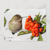 Anna Hummingbird mit Orange Pyracantha Berries Postkarte (Vorderseite)