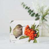 Anna Hummingbird mit Orange Pyracantha Berries Postkarte (Stehend Vorderseite)
