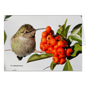 Anna-Hummingbird-Posen mit der Pyracantha (Vorderseite (Horizontal))