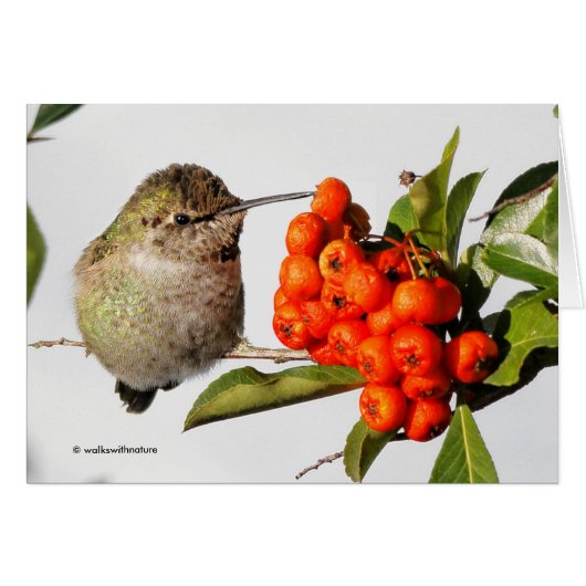 Anna-Hummingbird-Posen mit der Pyracantha (Vorderseite (Horizontal))