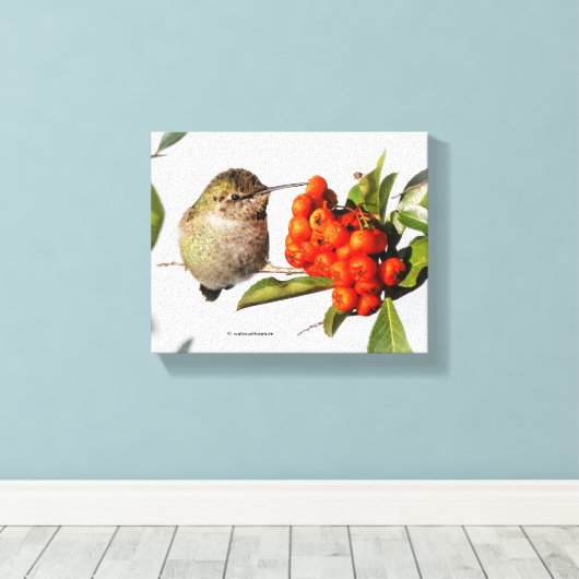 Anna-Hummingbird-Posen mit der Pyracantha Leinwanddruck (Insitu (Holzboden))