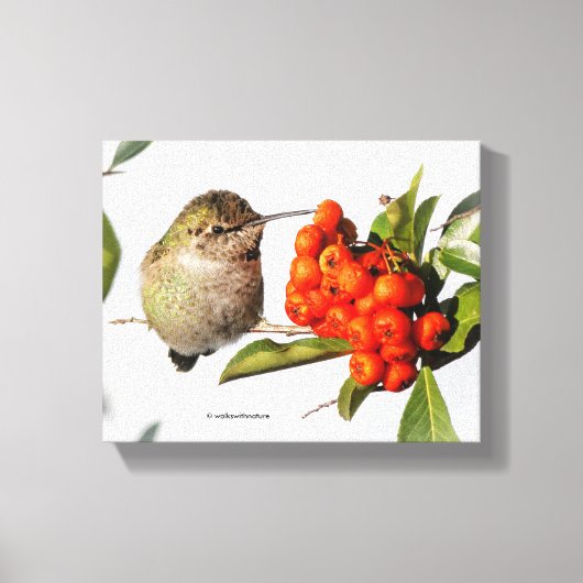 Anna-Hummingbird-Posen mit der Pyracantha Leinwanddruck (Vorderseite)
