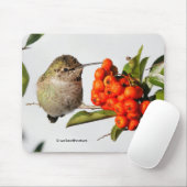 Anna-Hummingbird-Posen mit der Pyracantha Mousepad (Mit Mouse)