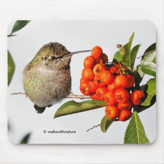 Anna-Hummingbird-Posen mit der Pyracantha Mousepad (Vorne)