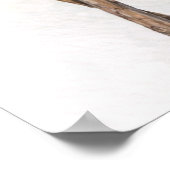 Anna-Kolibri Farbiger Poster (Ecke)