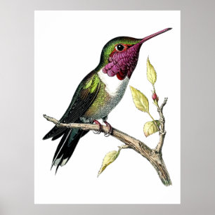 Anna-Kolibri-Illustration im Vintage-Stil Poster