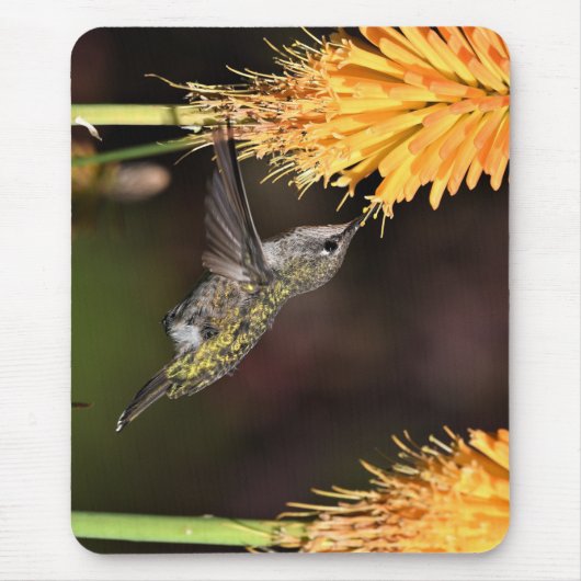 Anna-Kolibri, Kolibri, Vogel Mousepad (Vorne)