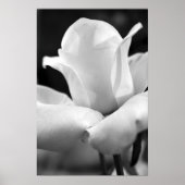 Anna-Rose Poster (Vorne)