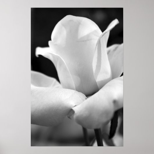 Anna-Rose Poster (Vorne)