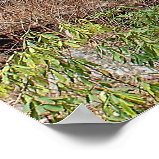 Anna Ruby Falls Poster (Ecke)