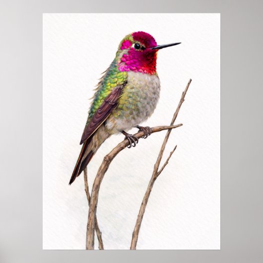 Anna,s Hummingbird Colorful Poster (Vorne)