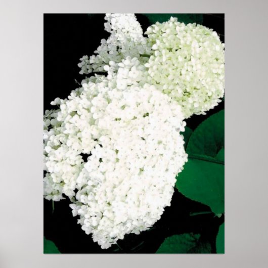               ANNABELLE HORTENSIE                  POSTER (Vorne)