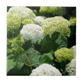 Annabelle Hydrangea-Blüten Fliese (Vorderseite)