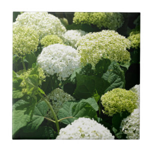 Annabelle Hydrangea-Blüten Fliese