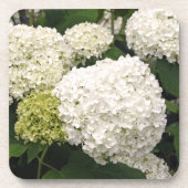 Annabelle Hydrangea Getränkeuntersetzer (Vorderseite)