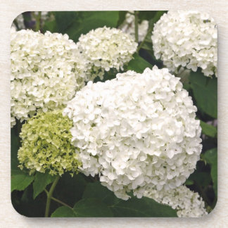 Annabelle Hydrangea Getränkeuntersetzer