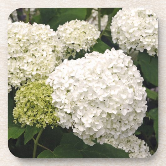 Annabelle Hydrangea Getränkeuntersetzer (Vorderseite)