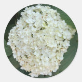 Annabelle hydrangea (Hydrangea arborescens) Runder Aufkleber (Vorderseite)